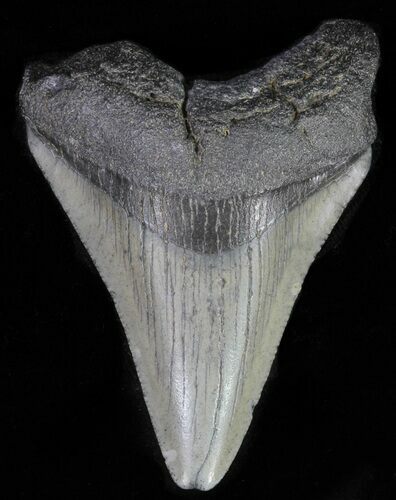 Juvenile Megalodon Tooth #62119